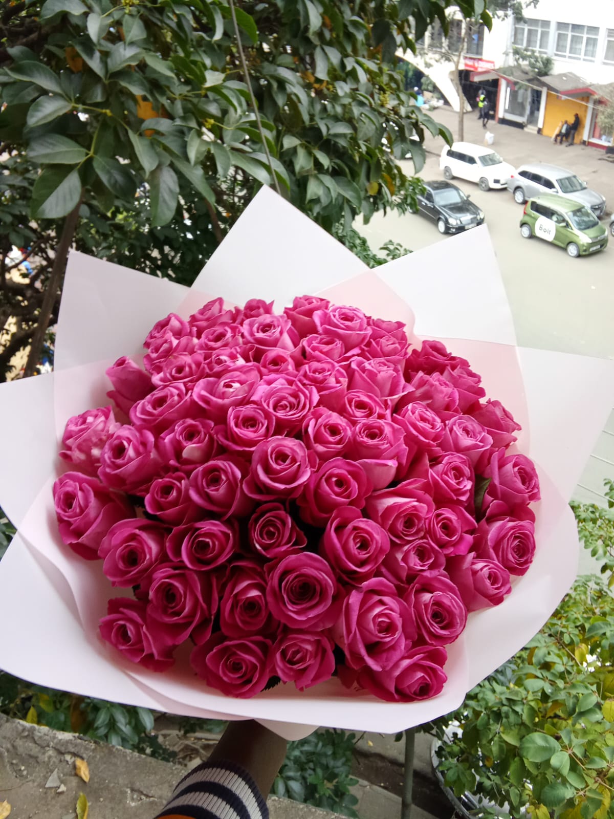 Pink Roses